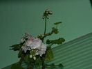 DSCN1028