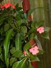 DSCN1096