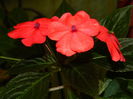 DSCN1099