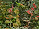 DSCN1158