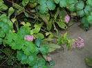 DSCN1164