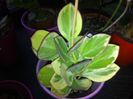 Pachyclada variegata