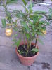 pepino pl.mama