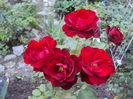 DSC07339