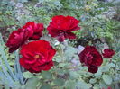 DSC07344