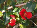 chaenomeles Fire Dance