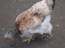 DSCN0988