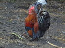 DSC01107