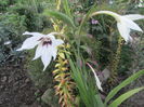 acidanthera murielae