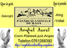 Anghel Aurel