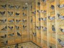 99-Boxe Masculi