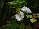 DSCN1227