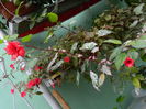 DSCN1229