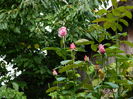 DSCN1241