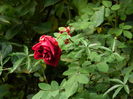 DSCN1257