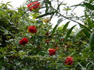 DSCN1259