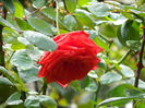 DSCN1260
