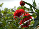 DSCN1261