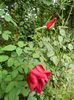 DSCN1264