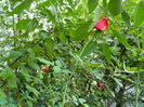 DSCN1266