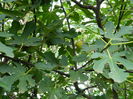 DSCN1274