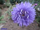 SAM_0588