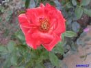 SAM_0590