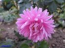 SAM_0591