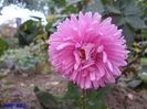 SAM_0592