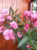 20150814_094144 - Copie - Copie