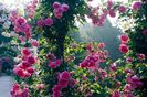parade-climbing-rose