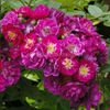 perennial blue rose
