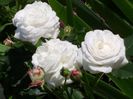 Boule de neige