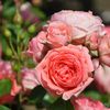 Floribunda Rose Kimono