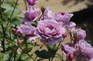 rosa-novalis