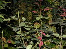 DSCN1649