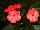 DSCN1683