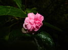 DSCN1698