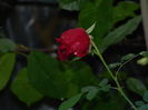 DSCN1711