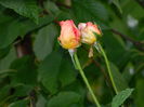 DSCN1712