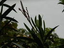 DSCN1713