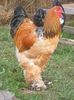 DSCF5980