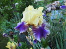 iris jurasic park