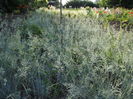 festuca blue