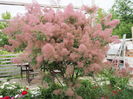 cotinus coggyria