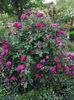 sissinghurst castle