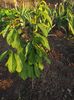 asimina triloba