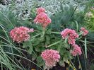 sedum telephium