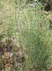 asparagus