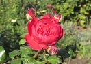 Red Leonardo da Vinci